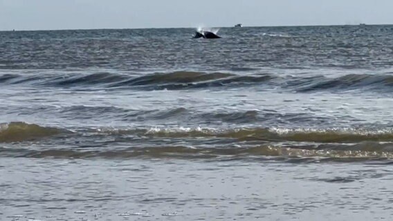 Ein Buckelwal taucht vor der Küste von Norderney auf. © NonstopNews 