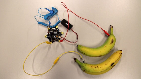 Ein Experiment mit zwei Bananen und der Platine Calliope mini. © NDR Foto: Oliver Gressieker
