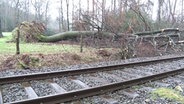 Ein Baum ist bei Cappeln umgekippt. Daraufhin kam es zu einem zugunfall. © Nord-West-Media TV 