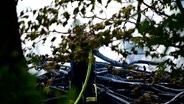 Ein Feuerwehrmann löscht ein brennendes Waldstück. © NonstopNews 