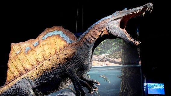Ein lebensgroßes Modell eines Spinosaurus steht in der neuen Erlebnisausstellung "Saurier - Giganten der Meere" im Aquarium Wilhelmshaven. © Hauke-Christian Dittrich/dpa Foto: Hauke-Christian Dittrich