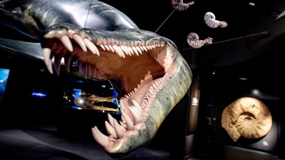 Ein lebensgroßes Modell eines Liopleurodons hängt in der neuen Erlebnisausstellung "Saurier - Giganten der Meere" im Aquarium Wilhelmshaven. © Hauke-Christian Dittrich/dpa Foto: Hauke-Christian Dittrich
