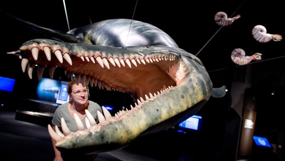 Eine Frau betrachtet ein lebensgroßes Modell eines Liopleurodons in der neuen Erlebnisausstellung "Saurier - Giganten der Meere" im Aquarium Wilhelmshaven. © Hauke-Christian Dittrich/dpa Foto: Hauke-Christian Dittrich