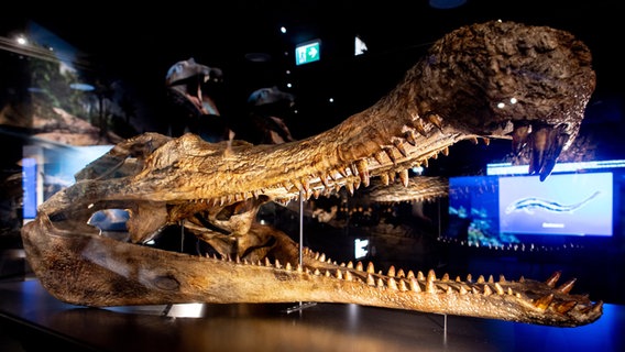 Der rekonstruierte Schädel eines Sarcosuchus Imperator steht in der neuen Erlebnisausstellung "Saurier - Giganten der Meere" im Aquarium Wilhelmshaven. © Hauke-Christian Dittrich/dpa Foto: Hauke-Christian Dittrich
