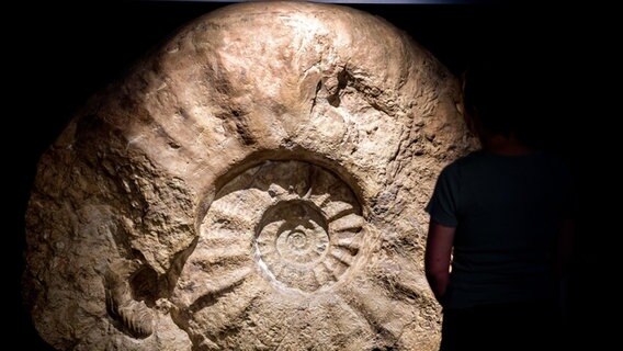 Ein Abguss des weltweit größten gefundenen Ammoniten steht in der neuen Erlebnisausstellung "Saurier - Giganten der Meere" im Aquarium Wilhelmshaven. © Hauke-Christian Dittrich/dpa Foto: Hauke-Christian Dittrich