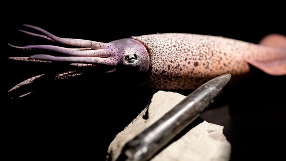 Das Modell eines Belemniten sowie der sogenannte "Donnerkeil", ein Teil des Skeletts, stehen  in der neuen Erlebnisausstellung "Saurier - Giganten der Meere" im Aquarium Wilhelmshaven. © Hauke-Christian Dittrich/dpa Foto: Hauke-Christian Dittrich