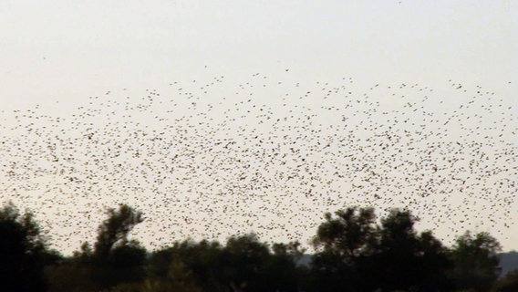 Ein Vogelschwarm fliegt über dem Dümmer See. © Nord-West-Media TV 