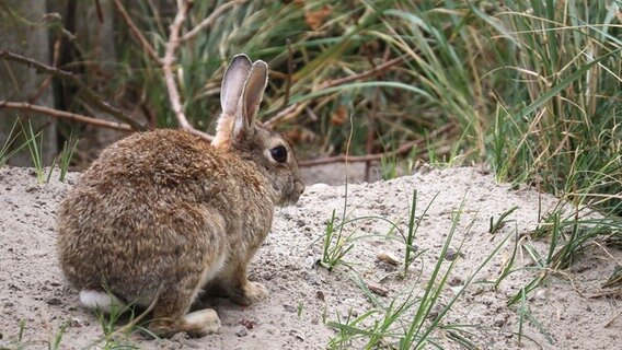 Ein Kaninchen sitzt an einer Düne im Stadtgebiet. © dpa Foto: Volker Bartels