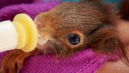 Karin Petra Freiling füttert ein Eichhörnchen mit einer Flasche. © NDR 