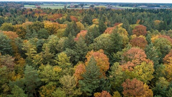 Ein Mischwald von oben. © Bund Deutscher Forstleute Foto: Gasparini