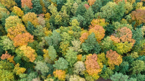 Ein Mischwald von oben. © Bund Deutscher Forstleute Foto: Gasparini
