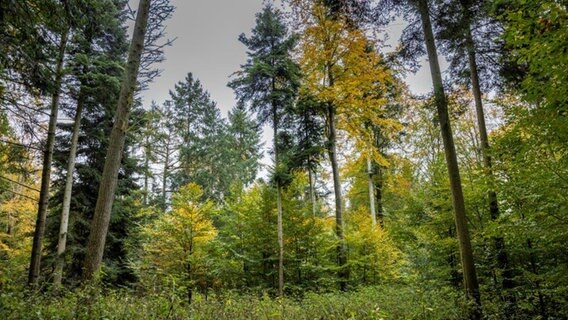 Laub- und Nadelbäume stehen im Erdmannwald. © Bund Deutscher Forstleute Foto: Gasparini