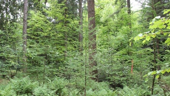 Bäume stehen im Erdmannwald. © Bund Deutscher Forstleute Foto: Rainer Städing
