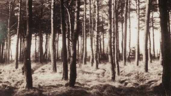 Ein Foto zeigt einen Kiefernwald. © Bund Deutscher Forstleute 