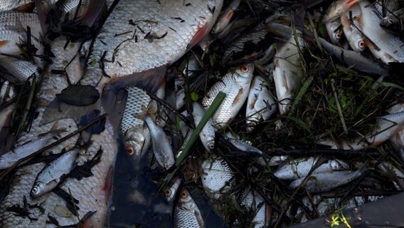 Tote Fische liegen in einer Wanne. © TeleNewsNetwork 