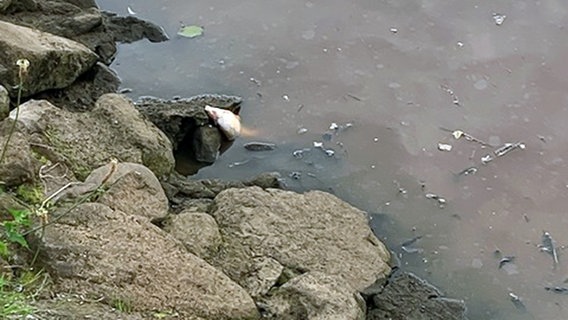 Ein toter Fisch liegt am Ufer der Ollen, einem Zufluss der Hunte. © Dorothee Truels 