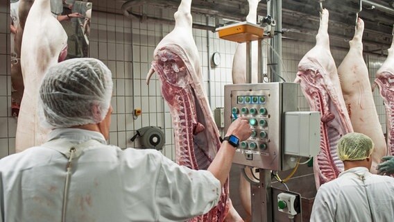 In einem Schlachthof in Garrell sind Arbeiter neben Schweinehälften zu sehen. © dpa - Bildfunk Foto: Ingo Wagner