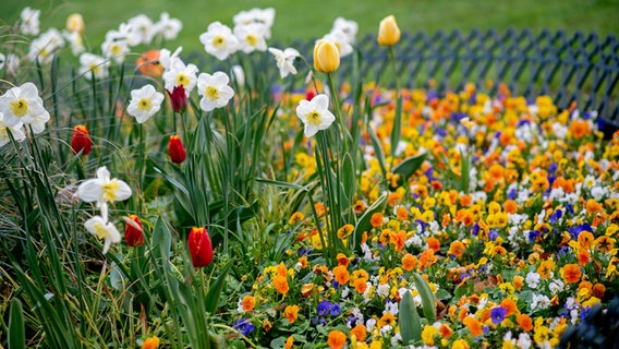 Zahlreiche Narzissen, Tulpen und Stiefmütterchen blühen auf einem Blumenbeet in den Wallanlagen im Stadtzentrum. © dpa Foto: Hauke-Christian Dittrich