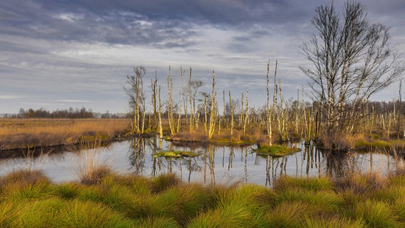 Ein Blick in das Goldenstedter Moor in der Abendsonne. Ein Blick in das Goldenstedter Moor in der Abendsonne. © picture alliance / blickwinkel/McPHOTO/W. Rolfes | McPHOTO/W. Rolfes