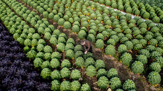 Grünkohl in Reihen auf einem Feld. © Hauke-Christian Dittrich/dpa Foto: Hauke-Christian Dittrich/dpa