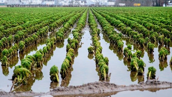 Grünkohl steht auf einem Feld in Vechta unter Wasser. Das Hochwasser beeinträchtigt den Ernteerfolg. © Hauke-Christian Dittrich/dpa Foto: Hauke-Christian Dittrich/dpa