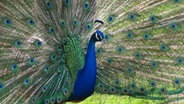 Pfau © Hagel Hof e.V. 