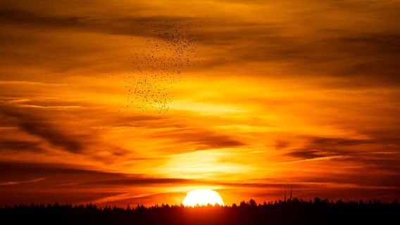 Ein Vogelschwarm fliegt bei Syke bei Sonnenaufgang im Himmel. © Sina Schuldt/dpa Foto: Sina Schuldt