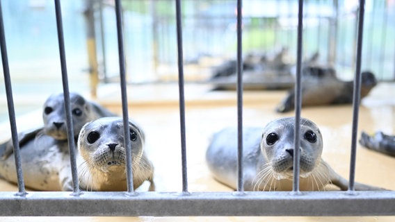 Heuler sitzen in einem Gehege in der Seehundstation Norddeich. © dpa Foto: Lars Penning