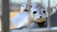 Heuler sitzen in einem Gehege in der Seehundstation Norddeich. © dpa Foto: Lars Penning