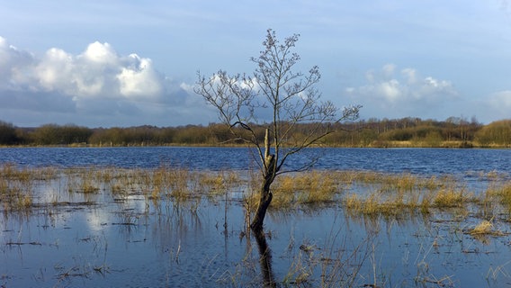 Überschwemmte Wiesen im Naturschutzgebiet Breites Wasser bei Worpswede (Foto vom 20.01.2023) © picture alliance/imageBROKER | alimdi Foto: Günter Franz