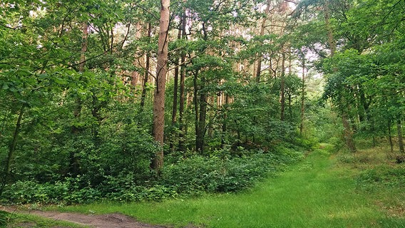 Ein Waldweg in einem Wald auf dem Hümmling. Ein Waldweg in einem Wald auf dem Hümmling. © NDR Foto: Claus Halstrup