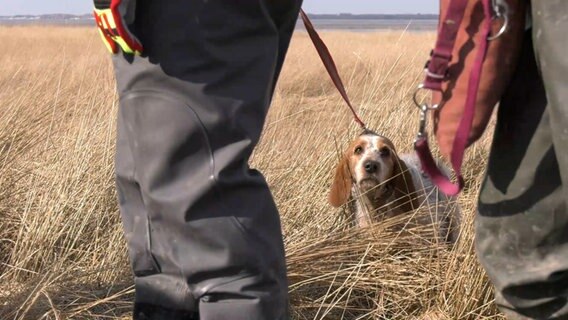 Einsatzkräfte der Feuerwehr retten einen Beagle am Wattenmeer. © Nonstopnews 