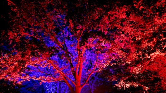 Eine Baumkrone wird im Park der Gärten mit mehreren Scheinwerfern farblich illuminiert. © dpa-Bildfunk Foto: Hauke-Christian Dittrich