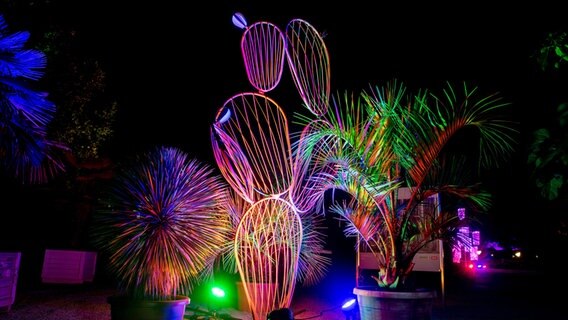 Ein überdimensionaler Kaktus wird im Park der Gärten mit mehreren Scheinwerfern farblich illuminiert. © dpa-Bildfunk Foto: Hauke-Christian Dittrich