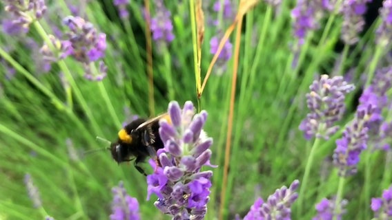 Eine Biene sammelt den Nektar von einer Blüte. © NDR Foto: Sophie Mühlmann