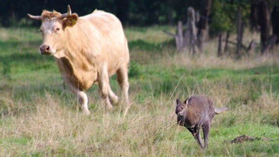 Ein entlaufenes Känguru springt vor einer Kuh über eine Wiese. © picture alliance/dpa Foto: Günther Richter