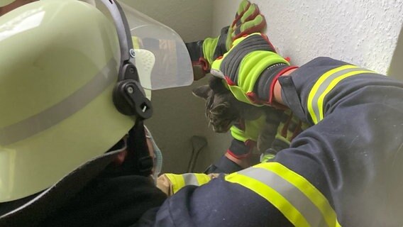 Eine Einsatzkraft der Feuerwehr zieht eine kleine Katze aus einer Zimmerwand. © picture alliance 