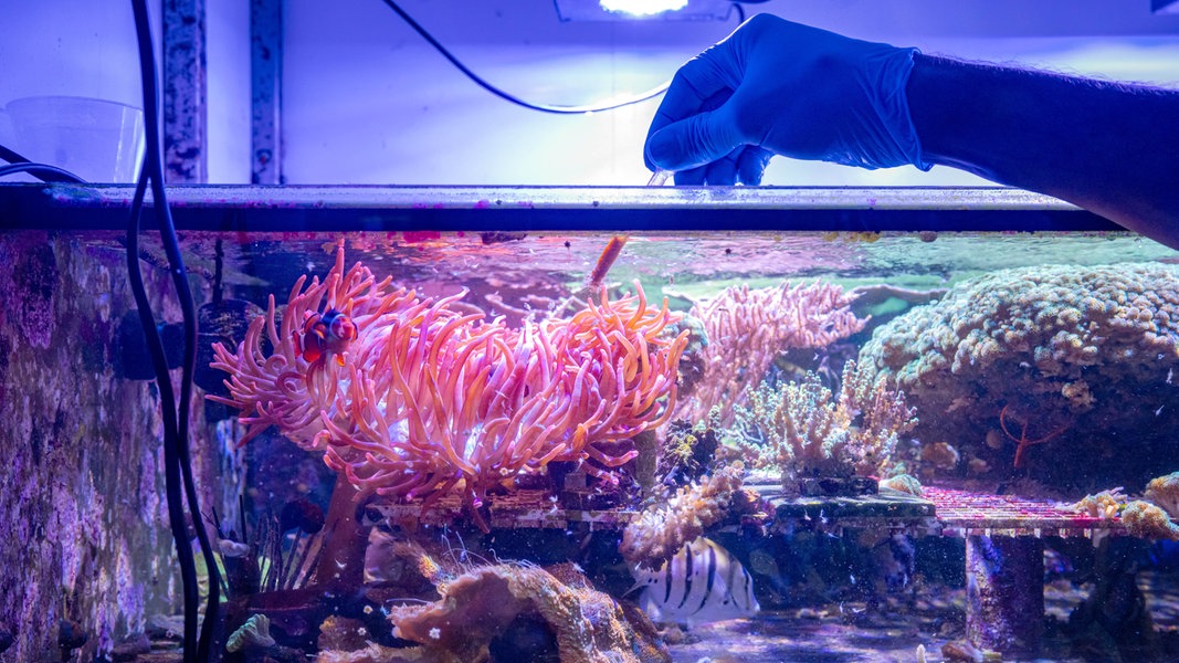 Eine Koralle in einem Aquarium wird mit einer Pipette beprobt. 