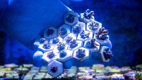 Mehrere zusammenhängende Platten mit kleinen Steinkorallen in einem Aquarium. © dpa Bildfunk Foto: Sina Schuldt