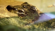 Ein Krokodil treibt an der Wasseroberfläche. © dpa-Bildfunk Foto: Carmen Jaspersen
