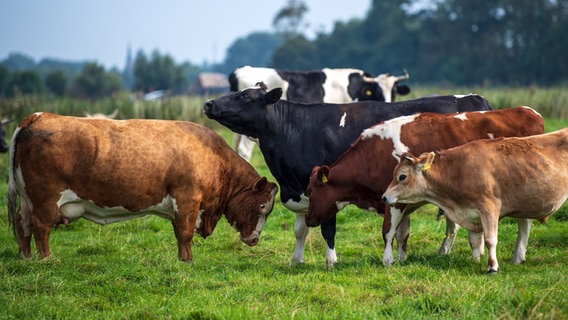 Rinder stehen auf einer Weide. © dpa-Bildfunk Foto: Sina Schuldt