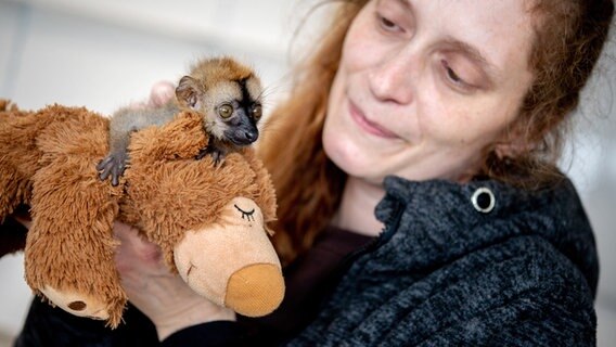 Eine Tierpflegerin hält einen jungen Rotstirnmaki auf dem Arm. © dpa Foto: Hauke-Christian Dittrich