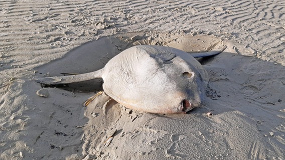 Ein toter Mondfisch liegt an einem Strand. © Nationalpark Wattenmeer Foto: Markus Großewinkelmann