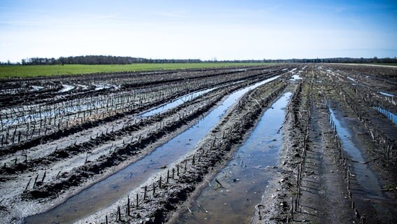 Wasser steht auf einer landwirtschaftlich genutzten Hochmorrfläche. © Sina Schuldt/dpa Foto: Sina Schuldt/dpa