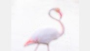 Das Bild zeigt Jan Leßmanns "Flamingo". © GDTENJ2024 Foto: Jan Leßmann