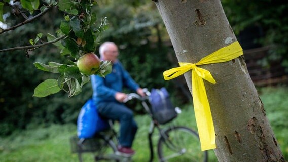 Ein gelbes Band hängt an einem Obstbaum. Gelbe Bänder an niedersächsischen Obstbäumen zeigen: Hier darf gepflückt werden. © Sina Schuldt/dpa Foto: Sina Schuldt