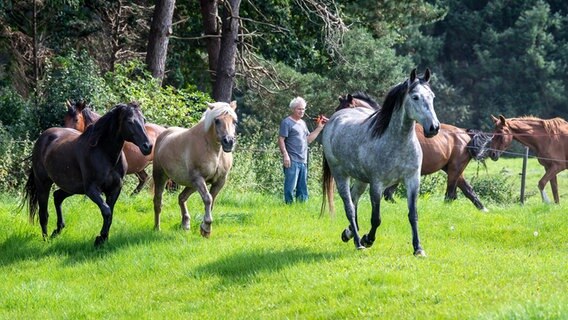 Gnadenhofbetreiber Bernhard Kutz steht inmitten von Pferden auf einer Weide. © dpa-Bildfunk Foto: Sina Schuldt