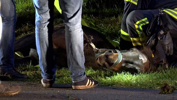 Ein Pferd wird von der Feuerwehr in Sande aus einem Graben gerettet. © Nord-West-Media TV 
