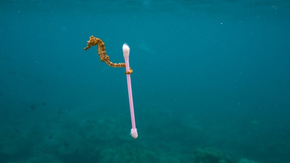 Ein Foto der Ausstellung "Planet or Plastic?" von National Geographic im Landesmuseum Natur und Mensch Oldenburg zeigt ein Seepferdchen mit einem Q-Tip. © National Geographic Foto: Justin Hofman