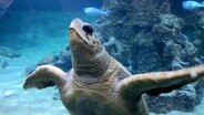 Die Schildkröte "Poldi" schwimmt im Aquarium Wilhelmshaven. © NDR 